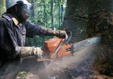 حماية الغابات هدف رئيسي لاتفاقية باريس ولكن قد تؤثر على سكان الغابات